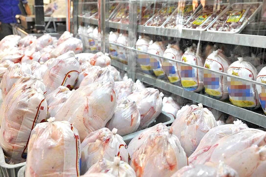 ۶۰۰ تُن مرغ مازاد مرغداران کرمانی خریداری شد-img